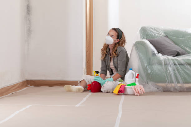 Trusted Black Mold Removal service in Camas, WA - WQB Mold Removal