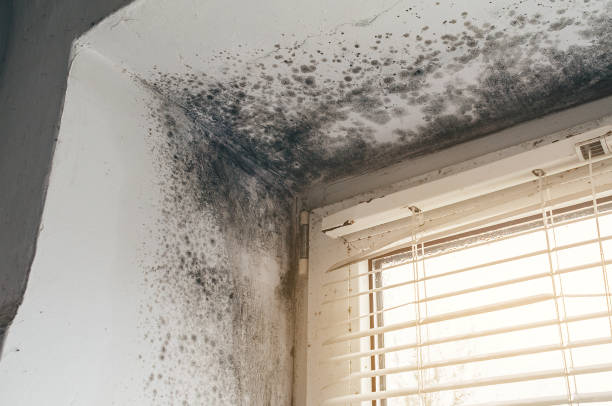 Affordable Black Mold Removal solutions in Camas, WA